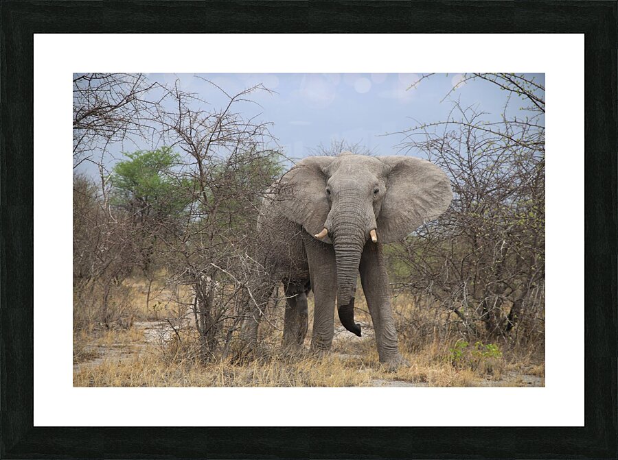 Elephant Picture Frame print
