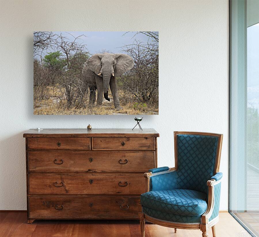 Elephant Reproduction