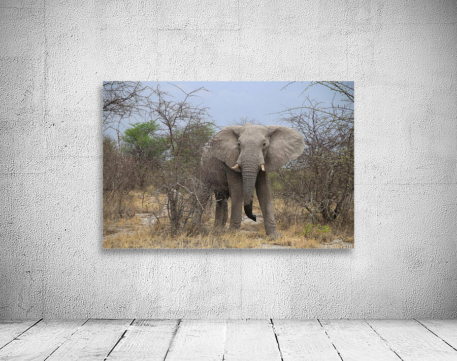 Elephant Wall Preview