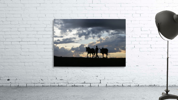 man and zebu Wall Preview