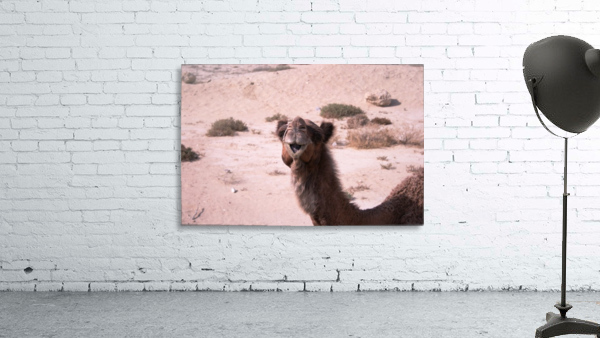 Qeshm   Camel 1 Wall Preview