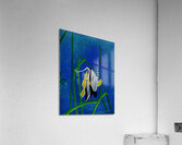 CLOWNFISH Acrylic Print
