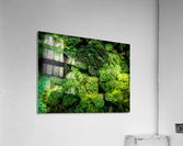 Green Sea Turtle Acrylic Print