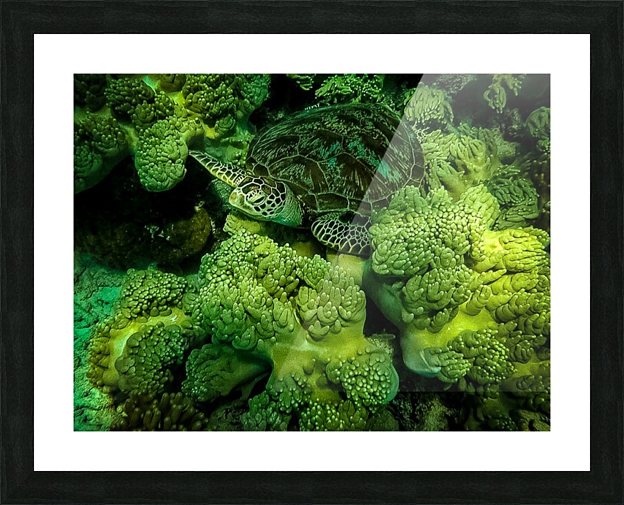 Green Sea Turtle Picture Frame print