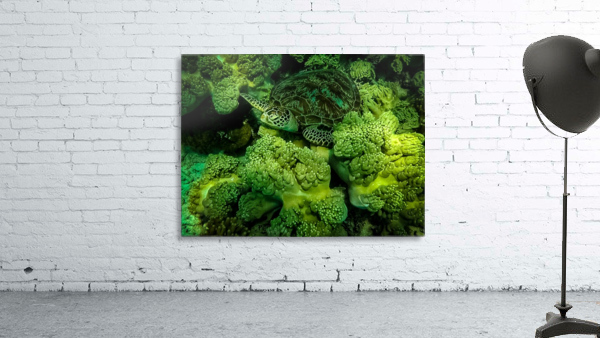 Green Sea Turtle Wall Preview