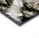 Barren Branches Acrylic print