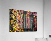 Swirly Autmn Tree Acrylic Print