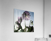Soft Sky Flowers Acrylic Print