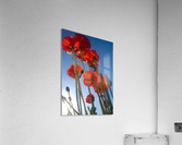 Tall Poppies Acrylic Print