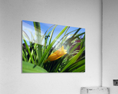 Yellow spring Flower Acrylic Print