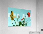 Spring Sky Flowers Acrylic Print