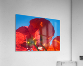 Red Poppy Sky Acrylic Print