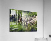 Sunlit Dandelions Acrylic Print