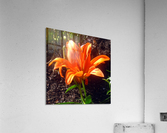 Garden Flower Orange Acrylic Print