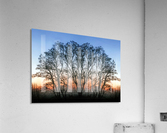 Abstract Tree Sunrise Acrylic Print