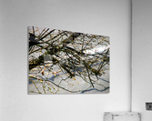 Barren Branches Acrylic Print