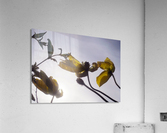 Anstract Yellow Flowers Acrylic Print
