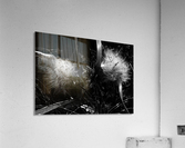 Dandelion Seedlings Acrylic Print