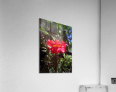 Red Summer Flower 3 Acrylic Print