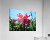 Red Summer Flower 1 Acrylic Print