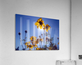 Summer Sky Flowers 2 Acrylic Print