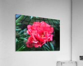 The Red Flower Acrylic Print