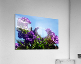 Violet Flowers 4 Acrylic Print