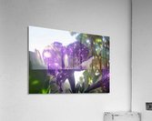 Violet Flowers 7 Acrylic Print