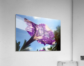Violet Flowers 2 Acrylic Print
