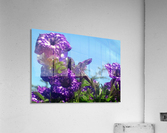 Violet Flowers 6 Acrylic Print