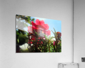 Garden Flower Acrylic Print