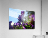 Violet Flowers 3 Acrylic Print
