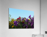 Balcony Flowers Acrylic Print