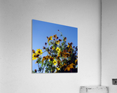 Summer Sky Flowers Acrylic Print