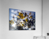 Flowers and Sky Acrylic Print
