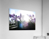 Sun-Drenched Flowers Acrylic Print