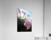 Summer Whisper Acrylic Print