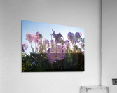 Summer Chorus Acrylic Print