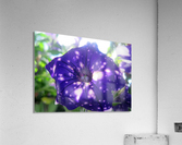 Starry Sky Flower 9 Acrylic Print