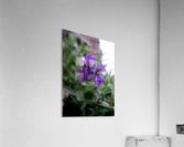 Floating Lavender 1 Acrylic Print