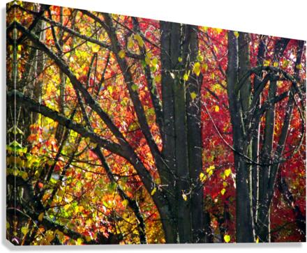 Swirly Autmn Tree Canvas Print