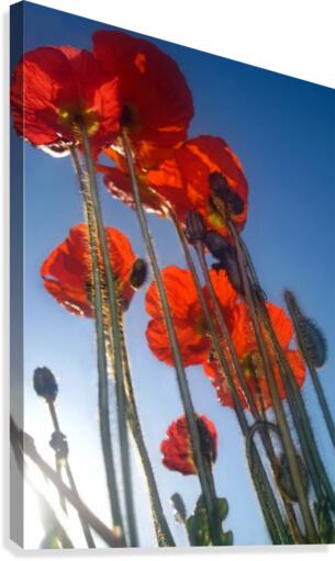 Tall Poppies Canvas Print