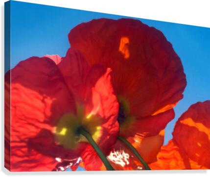 Red Poppy Sky Canvas Print