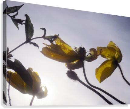 Anstract Yellow Flowers Canvas Print