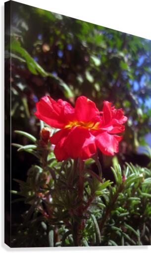 Red Summer Flower 3 Canvas Print