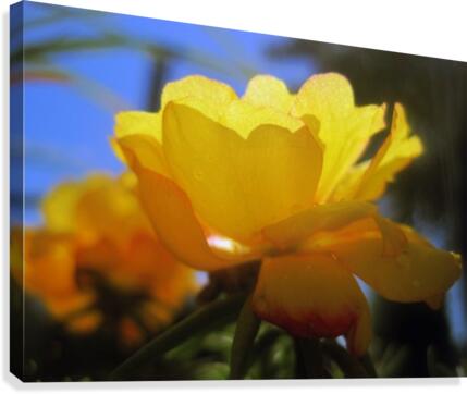Midnight Garden Flower Canvas Print