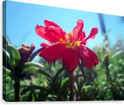 Red Summer Flower 1 Canvas Print