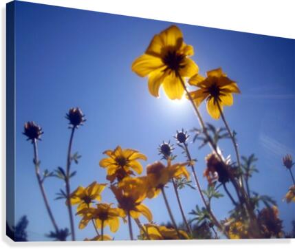 Summer Sky Flowers 2 Canvas Print