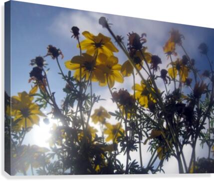 Flowers and Sky Canvas Print