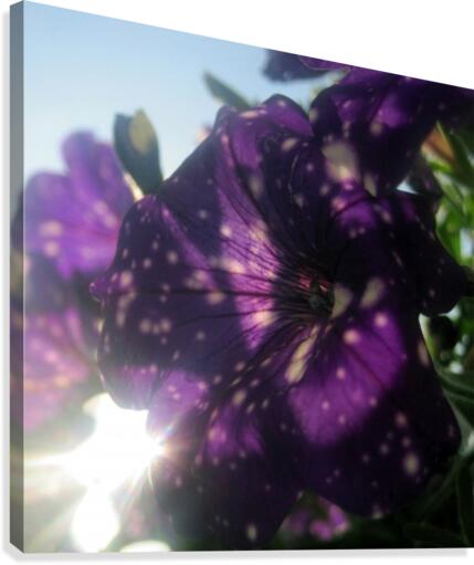 Starry Sky Flower 6 Canvas Print